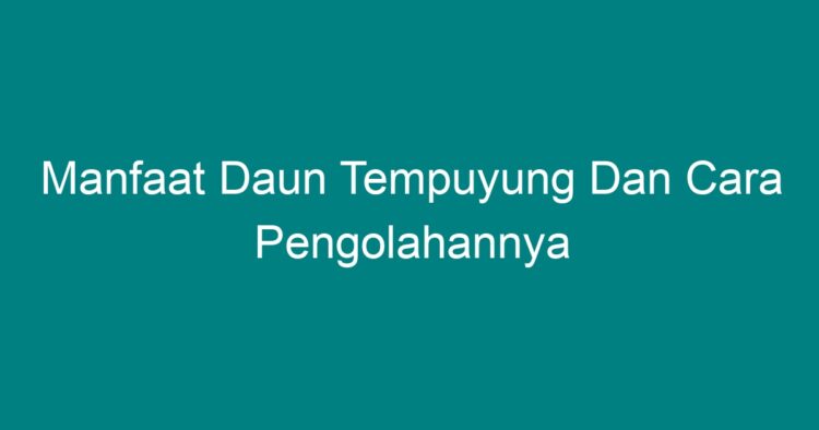 Manfaat Daun Tempuyung Dan Cara Pengolahannya Geograf