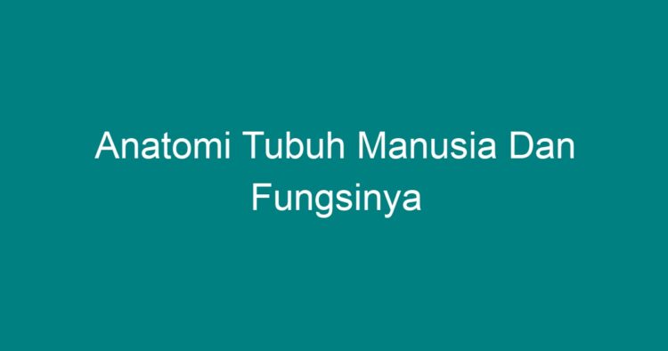 Anatomi Tubuh Manusia Dan Fungsinya - Geograf