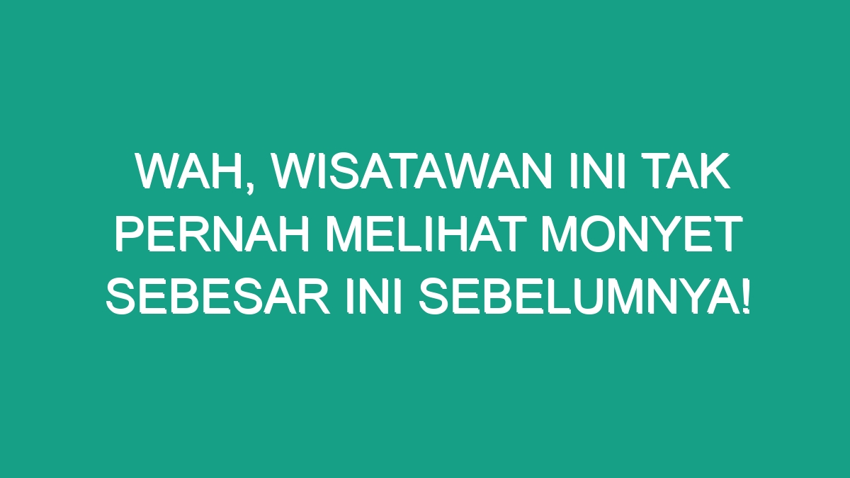 Wah, Wisatawan Ini Tak Pernah Melihat Monyet Sebesar Ini Sebelumnya 